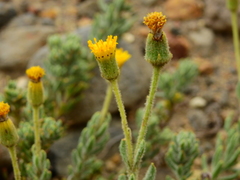 Senecio tristis