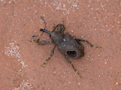 Heilipodus ocellatus
