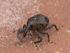 Heilipodus ocellatus