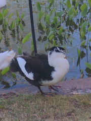 Anas platyrhynchos domesticus