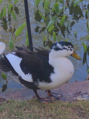 Anas platyrhynchos domesticus