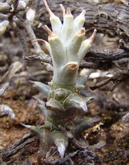 Tylecodon ventricosus