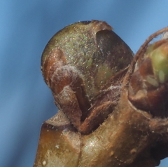 Neuroterus vesicula