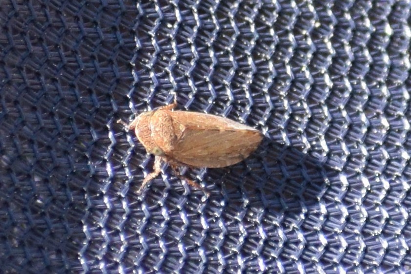 Stroggylocephalus mixtus
