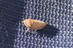Stroggylocephalus mixtus