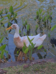 Anas platyrhynchos domesticus