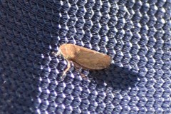 Stroggylocephalus mixtus