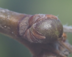 Neuroterus vesicula