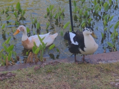 Anas platyrhynchos domesticus