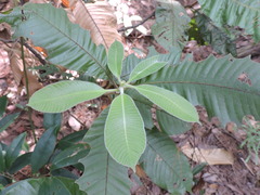 Lithocarpus uvariifolius