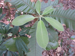 Lithocarpus uvariifolius