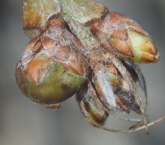 Neuroterus vesicula
