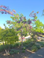Robinia pseudoacacia