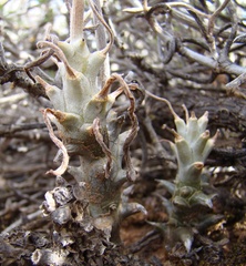 Tylecodon ventricosus