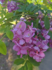 Robinia pseudoacacia