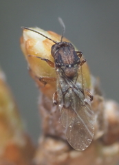 Callirhytis ellipsoida