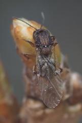 Callirhytis ellipsoida