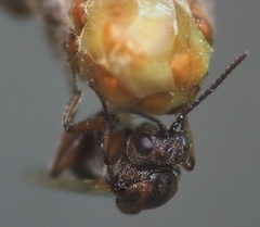 Callirhytis ellipsoida