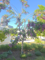 Robinia pseudoacacia