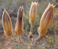 Tylecodon ventricosus