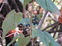 Vitis nesbittiana