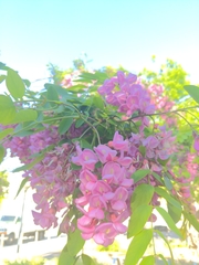 Robinia pseudoacacia