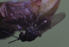 Callirhytis ellipsoida