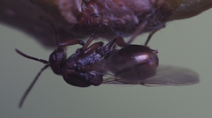 Callirhytis ellipsoida