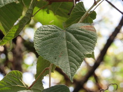 Vitis nesbittiana