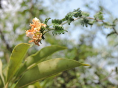 Osteomeles subrotunda