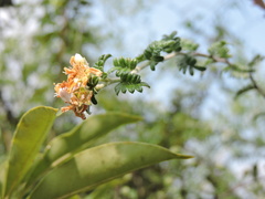 Osteomeles subrotunda