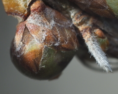 Neuroterus vesicula