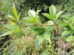 Zanthoxylum asiaticum