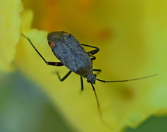 Closterotomus cinctipes