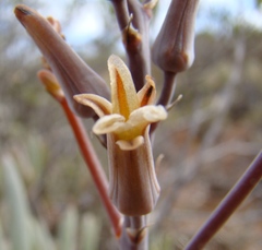 Tulista pumila