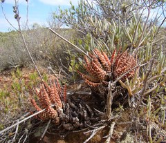 Tulista pumila