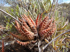 Tulista pumila