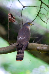 Hierococcyx nisicolor