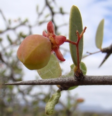 Gloveria integrifolia
