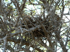 Streptopelia senegalensis senegalensis