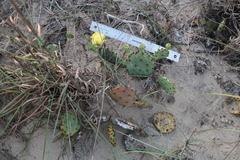 Opuntia fusco-atra