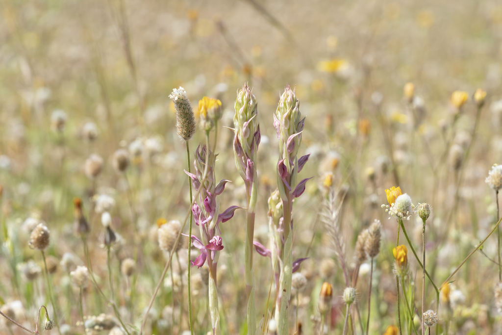 Anacamptis sancta