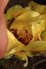 Opuntia fusco-atra