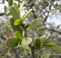Gloveria integrifolia