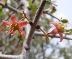 Gloveria integrifolia