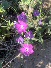 Phlox glabriflora