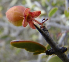 Gloveria integrifolia