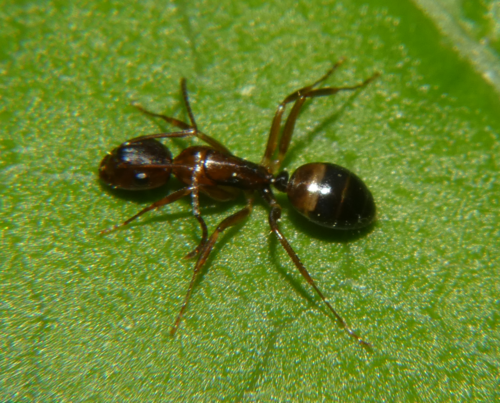 Bearded Carpenter ant