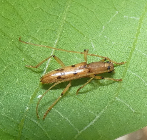 Achryson surinamum photo 3