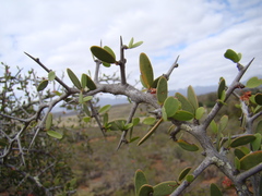 Gloveria integrifolia